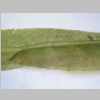 Leaf Middle 20er 01.jpg
